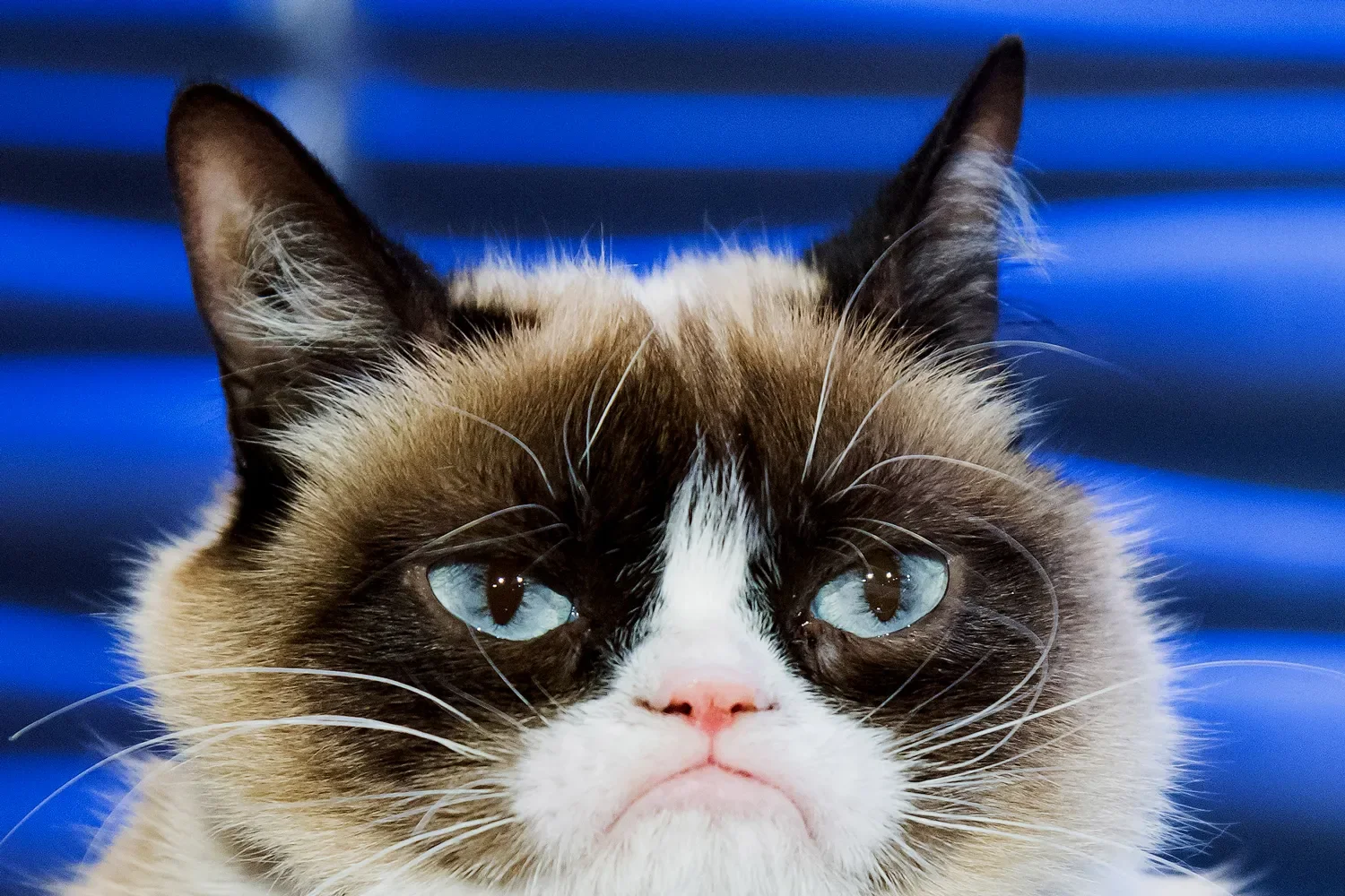 Grumpy Cat