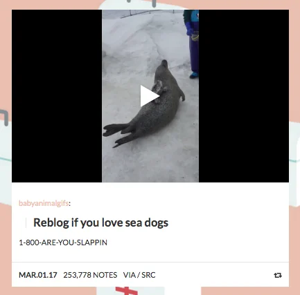 1 800 Are You Slappin — babyanimalgifs: Reblog if you love sea dogs 1-800-ARE-YOU-SLAPPIN MAR.01.17 253,778 NOTES VIA/SRC 乜