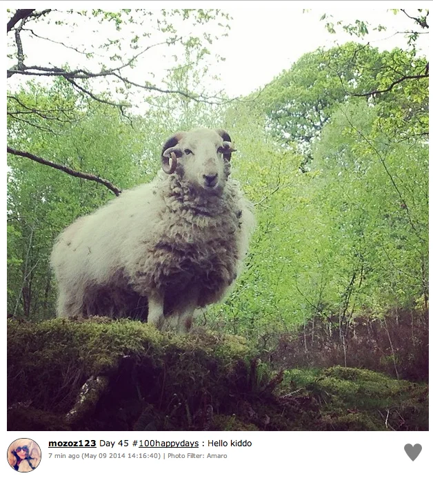 100 Happy Days Challenge — Instagram post using #100happydays showing a sheep or goat in a lush, green natural landscape.