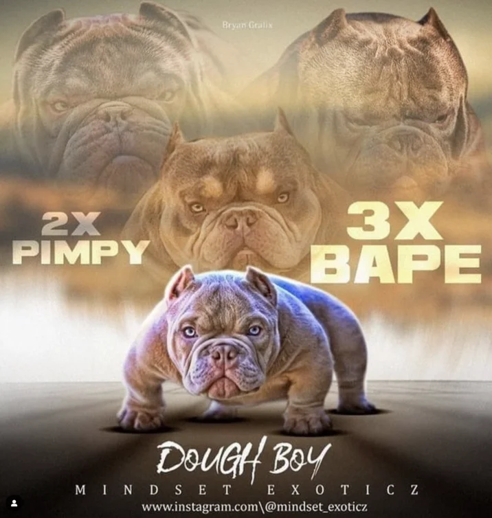 2X Pimpy 3X Bape Pimpy Son Opp — Bryan Gralix 2X PIMPY 3X BAPE DOUGH BOY MINDSET EXOTIC Z www.instagram.com\@mindset_exoticz
