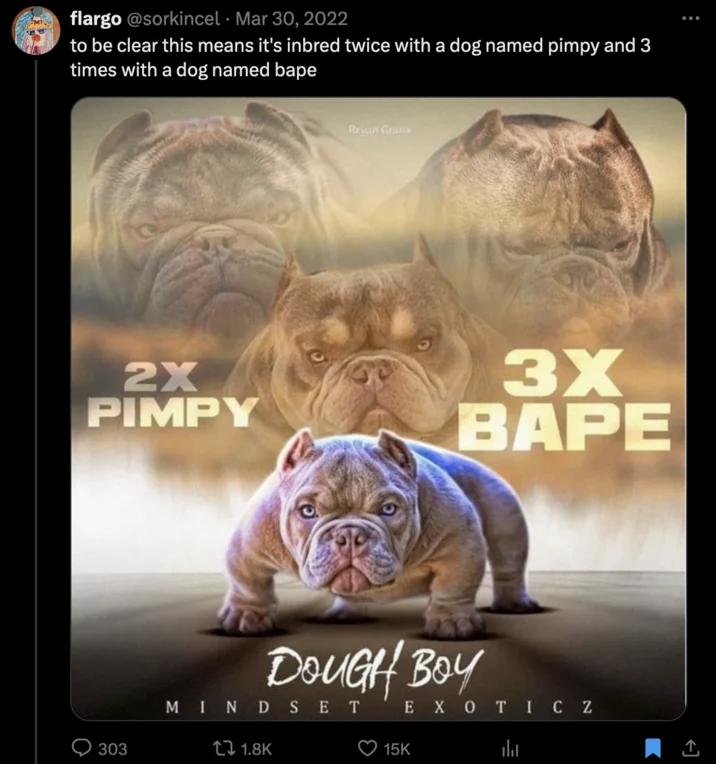 2X Pimpy 3X Bape Pimpy Son Opp — flargo @sorkincel Mar 30, 2022 to be clear this means it's inbred twice with a dog named pimpy and 3 times with a dog named