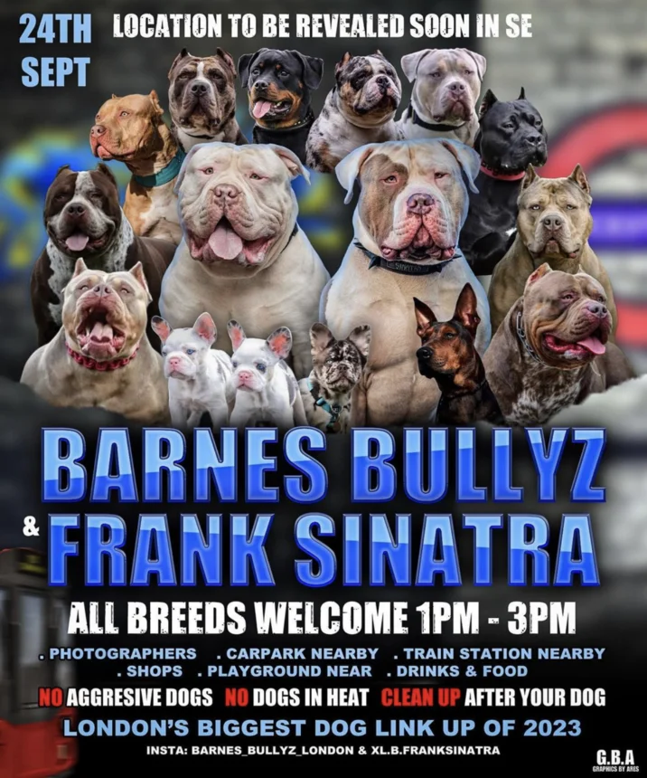 2X Pimpy 3X Bape Pimpy Son Opp — 24TH LOCATION TO BE REVEALED SOON IN SE SEPT SINTRO & BARNES BULLYZ FRANK SINATRA ALL BREEDS WELCOME 1PM - 3PM PHOTOGRAPHERS