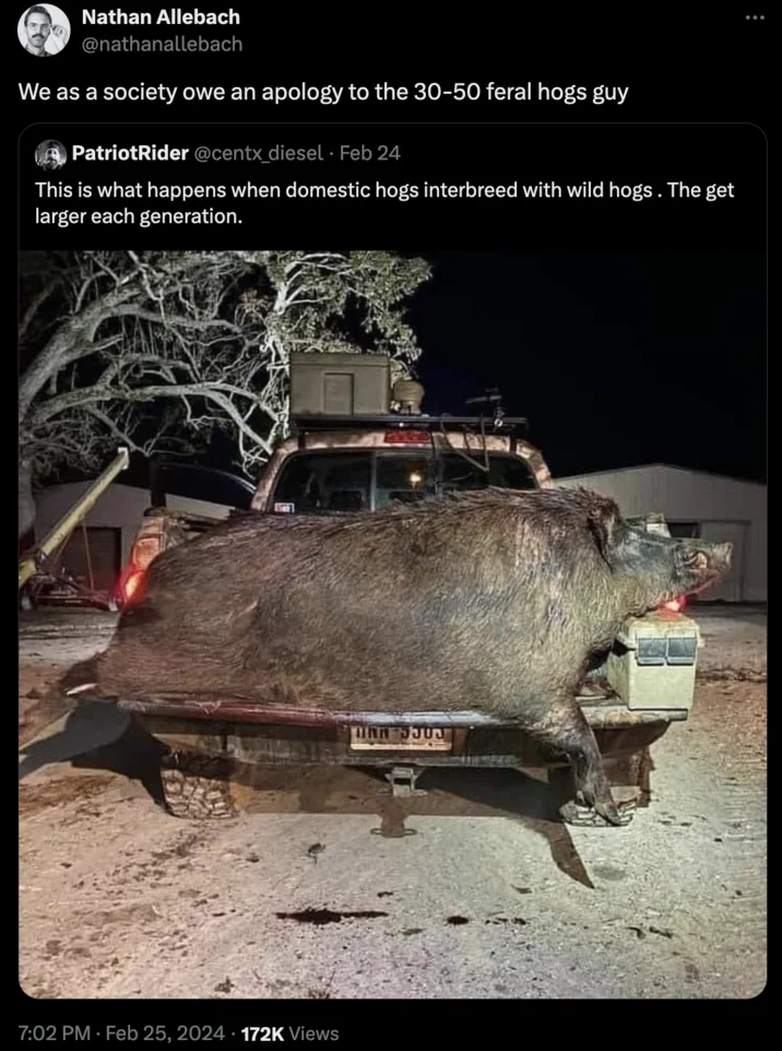 30-50 Feral Hogs — Pile of ammunition cartridges with tweet about U.S. warnings of feral hogs approaching from Canada.