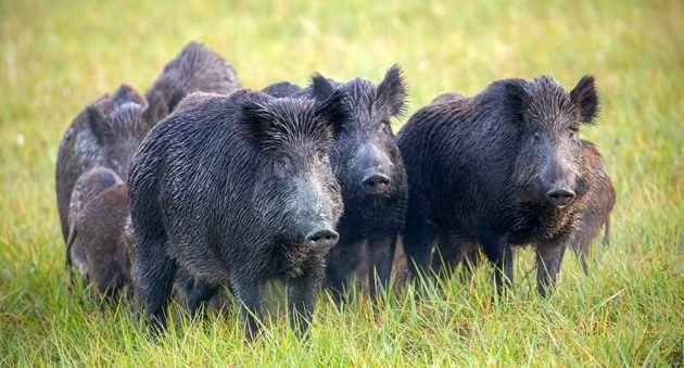 30-50 Feral Hogs — Group of dark feral hogs grazing peacefully in grass and dirt field.