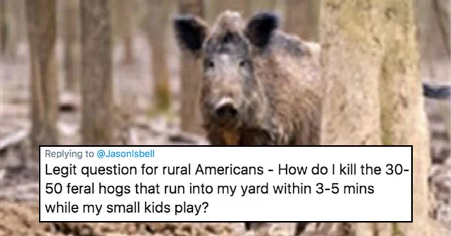 30-50 Feral Hogs — Feral hog image with the original viral Twitter question about killing 30-50 hogs in a yard.
