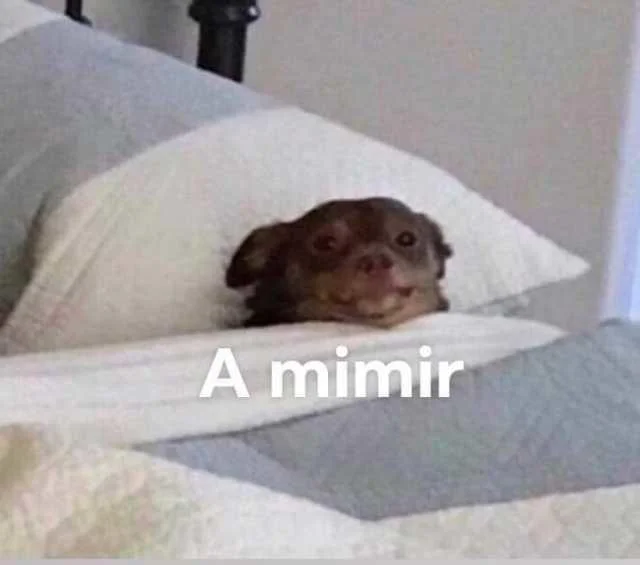 A Mimir Two Mimir — Small brown chihuahua tucked into bed with 'A mimir' caption