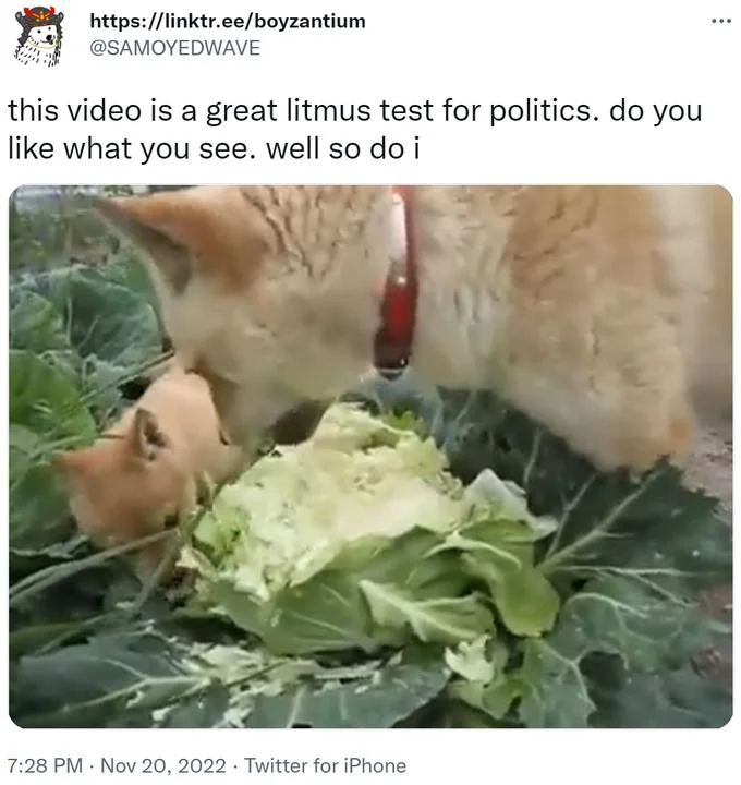A Pretty Good Litmus Test For Politics — Tweet with meme caption over a photo of a dog eating a cabbage in a garden with a puppy nearby.