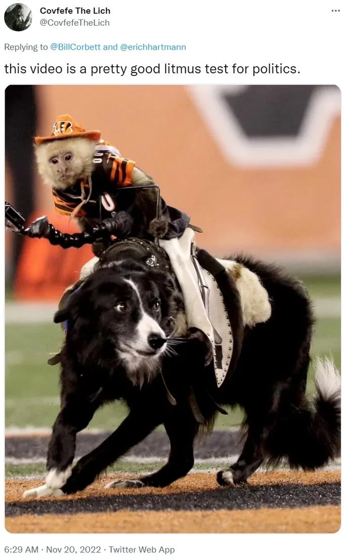 A Pretty Good Litmus Test For Politics — Tweet with meme caption above photo of a monkey in Bengals gear riding a running border collie.