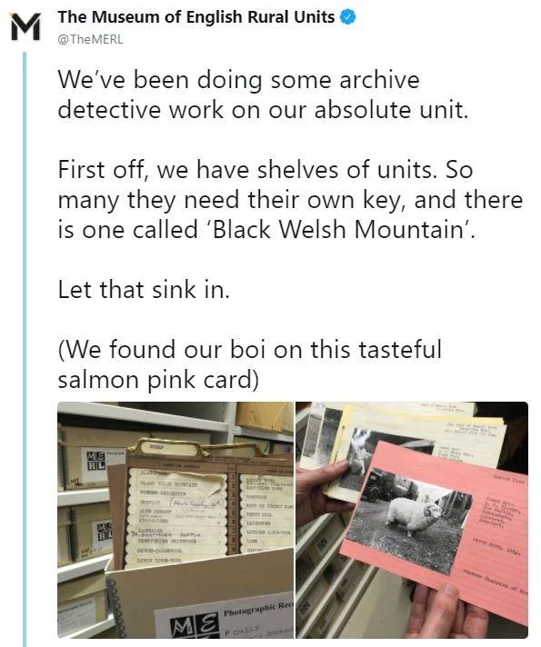 Absolute Unit — MERL follow-up tweet with photos of archive cards and the identified sheep photograph