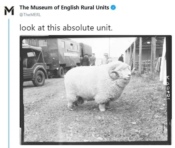 MERL tweet 'look at this absolute unit' with black-and-white photo of a large fluffy sheep