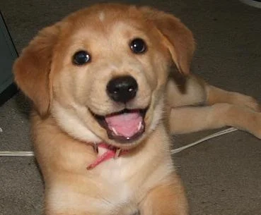 The canonical Advice Dog template: yellow Labrador head centered on bold pie-sliced colorful background without text overlay.