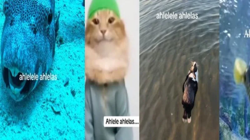 What is Ahlelele Ahlelas