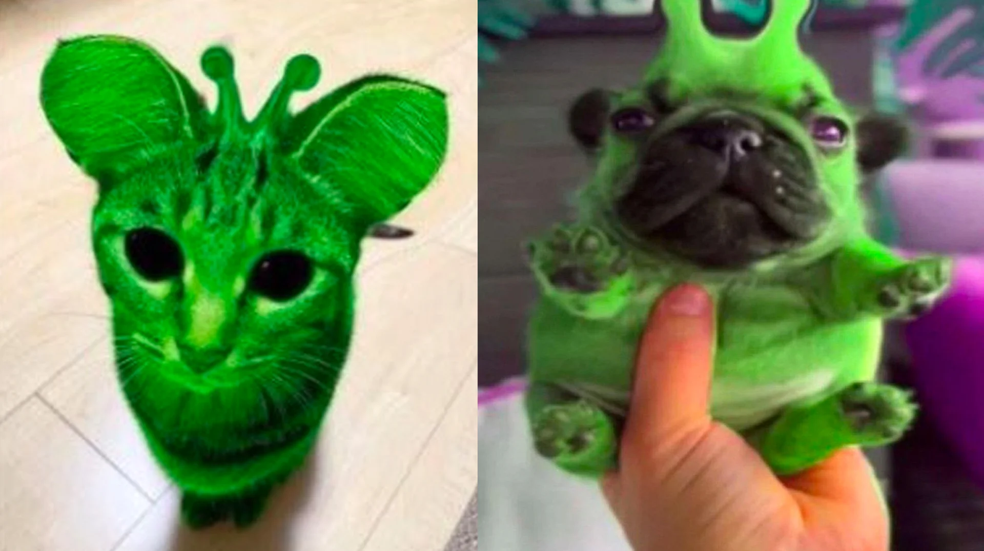 Alienposting Zeep Glorp — Split image of a green alien cat and a green alien pug, both edited to look like extraterrestrials
