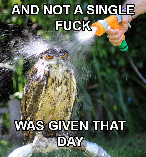 Owl being sprayed by a garden hose with caption 'And not a single fuck was given that day'