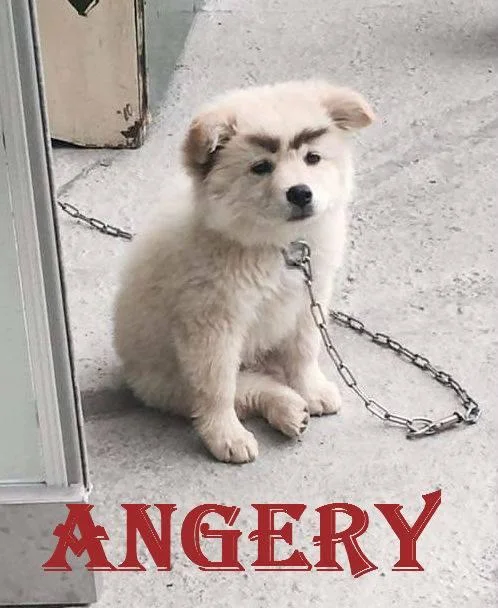 Angery — Facebook post with blurry angry red face illustration
