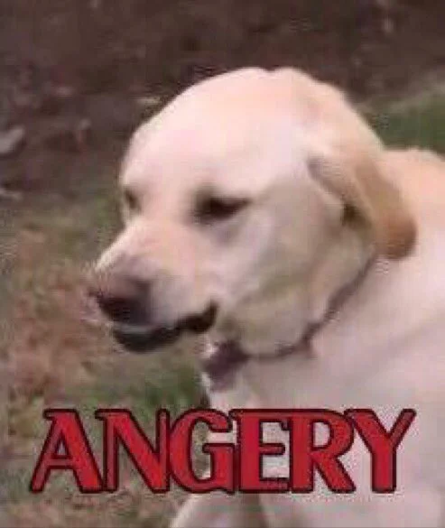 Yellow Labrador with squinted eyes and ANGERY caption