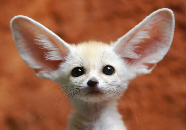 Animals — Close-up of a fennec fox with large pointed ears