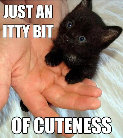 Animals — Tiny black kitten in a person's hand with caption 'Just an itty bit of cuteness'