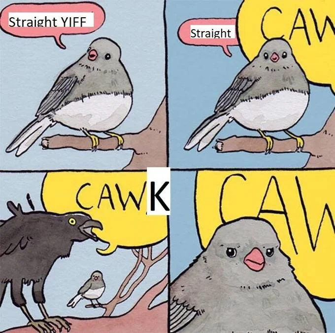 Annoyed Bird meme edit with the text Straight Yiff and Cawk