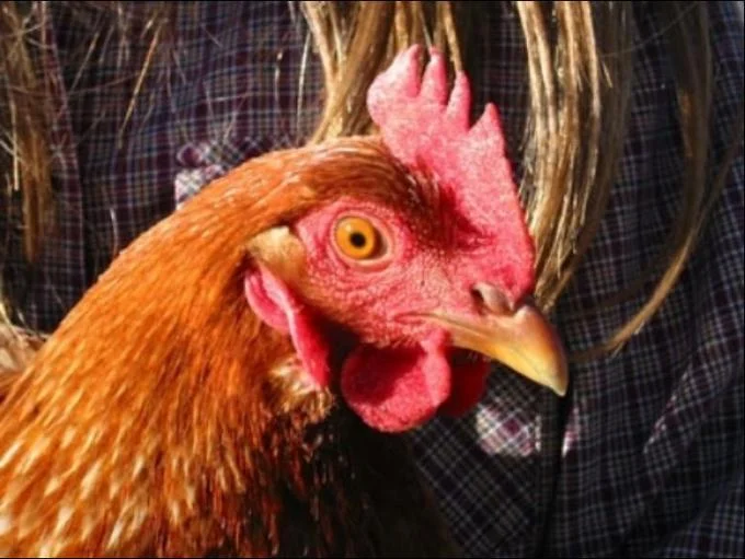 Anti Joke Chicken — Close-up photo of a brown chicken with a red comb, the source image behind the Anti-Joke Chicken meme.