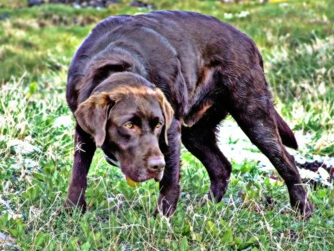 As Fuck Af — Brown Labrador dog standing hunched in grass