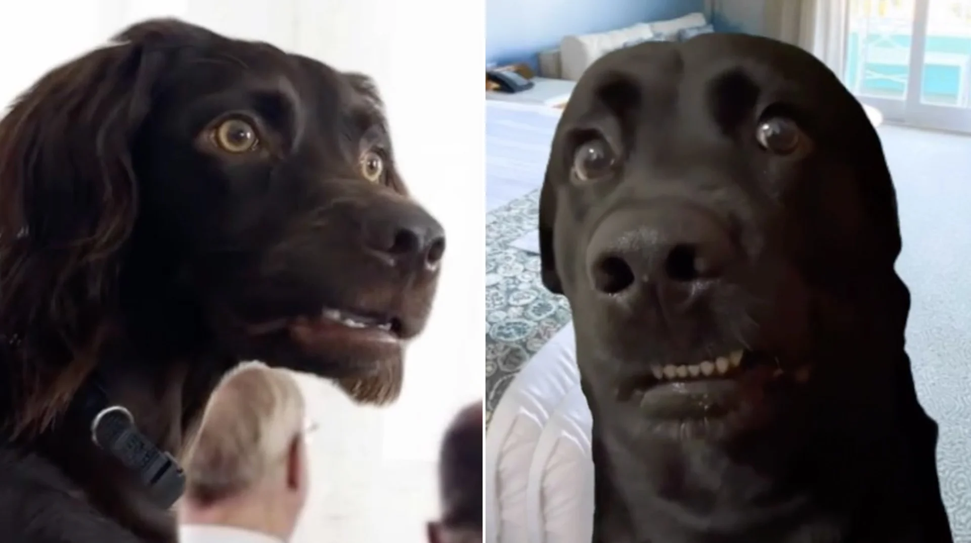 Awkwardly Staring Dogs — Two black dogs with wide eyes and awkward, uncomfortable expressions staring at the camera in a side-by-side composite.