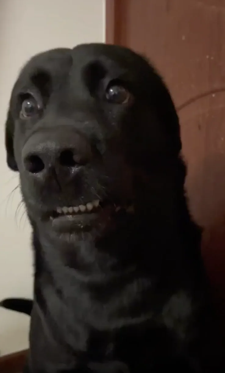 Awkwardly Staring Dogs — Close-up of a black Labrador with wide eyes and bared front teeth, staring awkwardly upward.