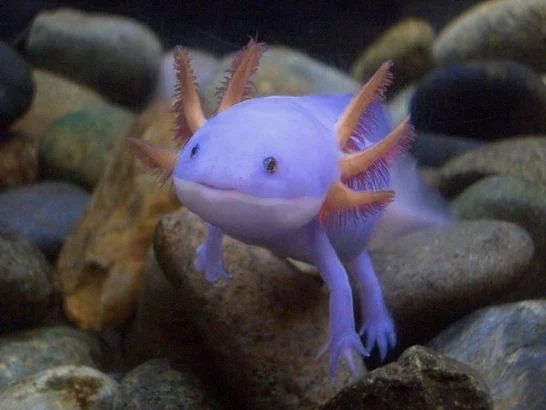 Purple axolotl with orange gills on aquarium rocks, resembling the Pokemon Mudkip