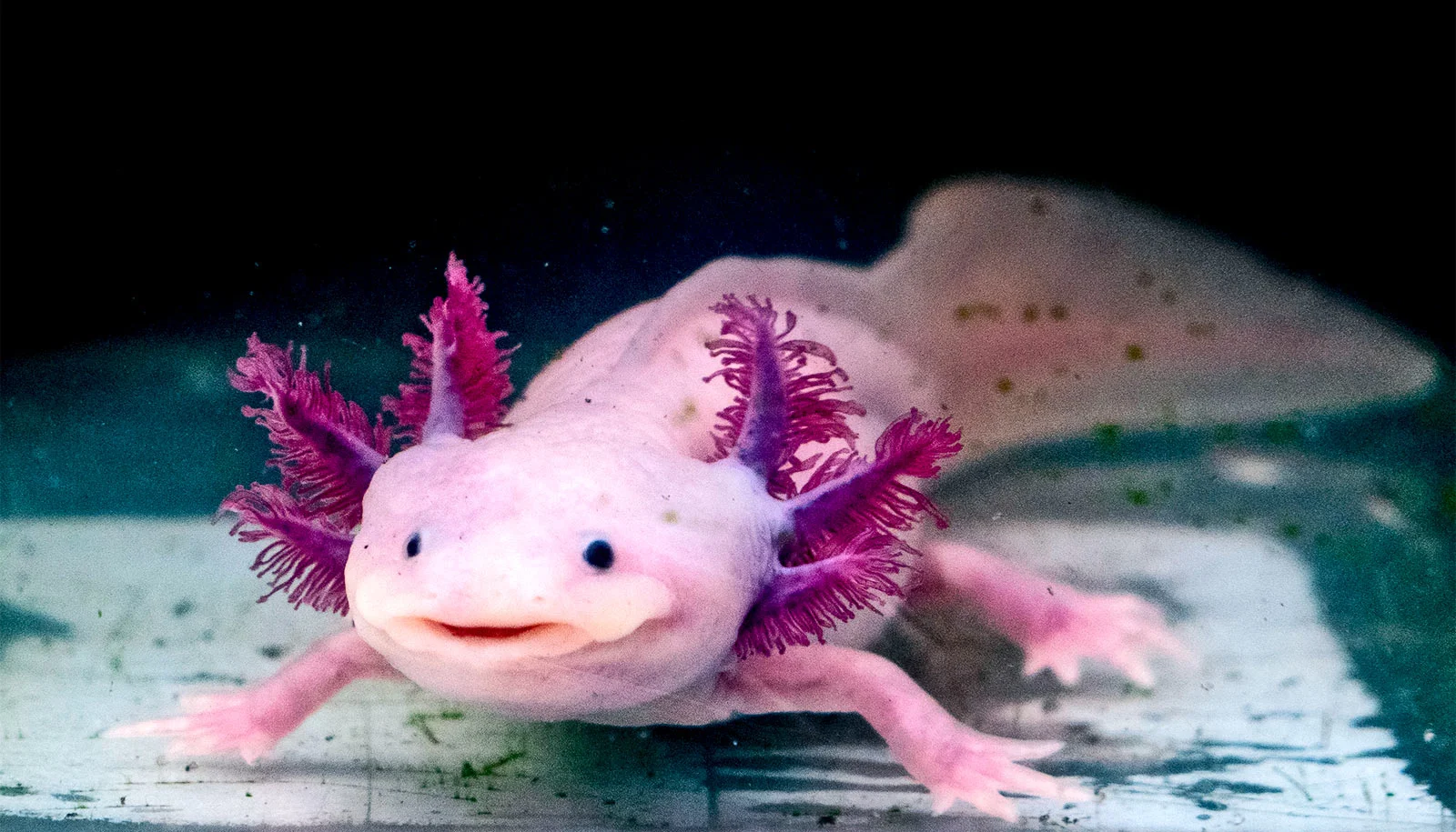 Pink albino axolotl with bright magenta external gills facing forward and smiling underwater