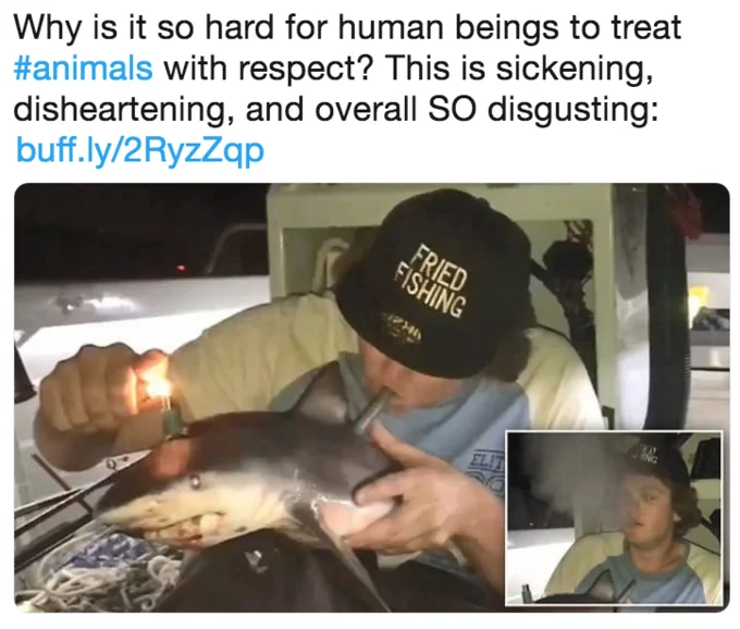 Twitter reaction post criticizing the baby shark bong video as sickening and disgusting