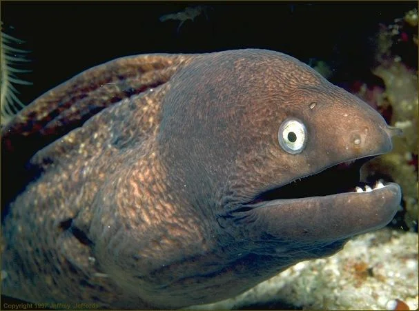High-resolution underwater photo of a moray eel with an open mouth, source image of Bad Joke Eel
