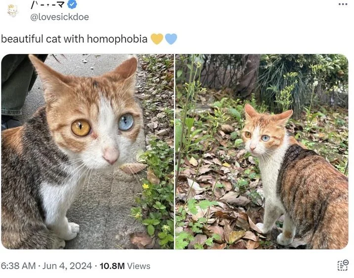 Twitter post by @lovesickdoe showing an orange and white heterochromatic cat with caption 'beautiful cat with homophobia'.
