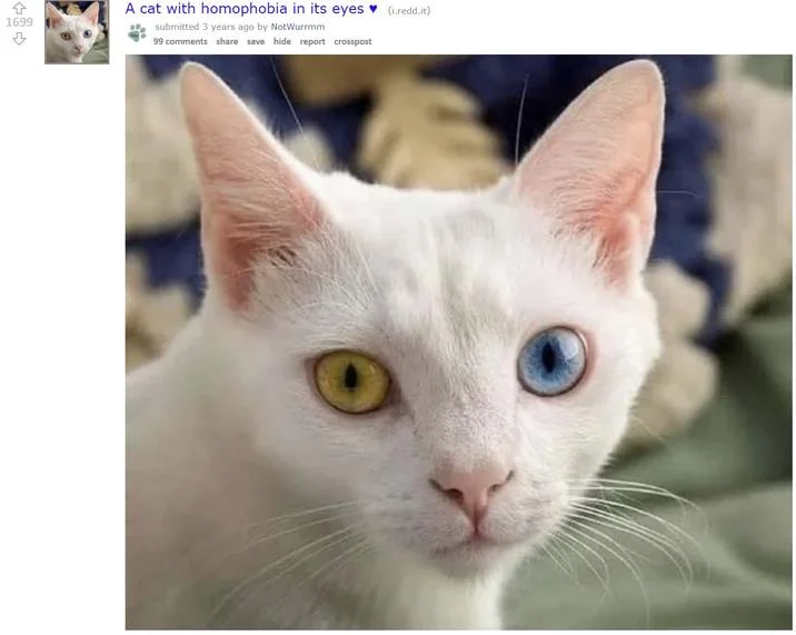 Beautiful Cat With Homophobia — Reddit post showing a white cat with one yellow and one blue eye, captioned 'A cat with homophobia in its eyes'.