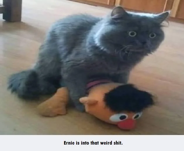 Cat on top of Ernie plush toy with Bertstrips-style caption