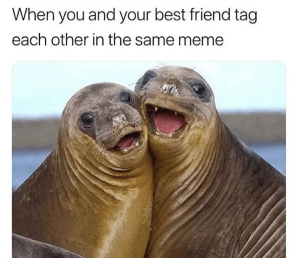 Bestie — Two seals smiling: 'When you and your best friend tag each other in the same meme'