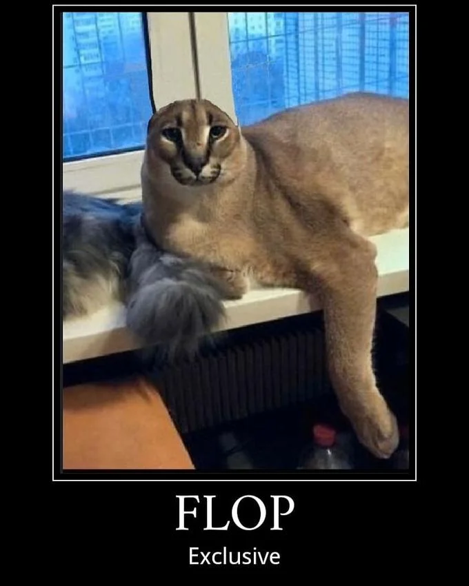 Close-up of Big Floppa the caracal with prominent floppy ears