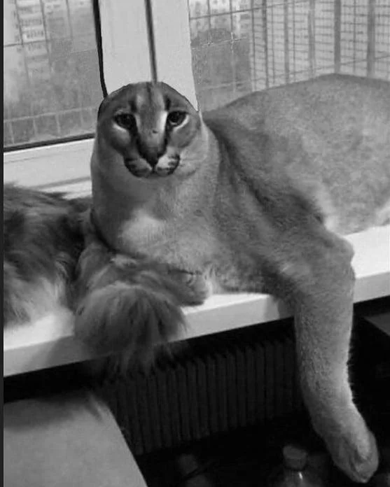 Big Floppa caracal cat in a candid pose