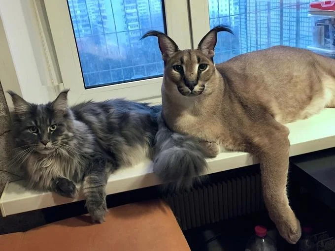 Caracal cat Gag sitting indoors, source photo for Big Floppa meme