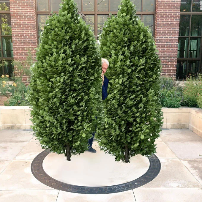 Bill Clinton Between Two Bushes Photograph — A photoshopped image showing Bill Clinton's face peeking out between two large, conical evergreen shrubs in the