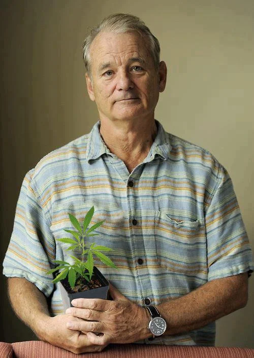 Bill Murray holding a small potted cannabis plant