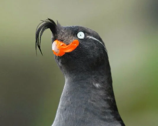 Birbs — Close-up of a crested auklet with black crest feathers and orange beak
