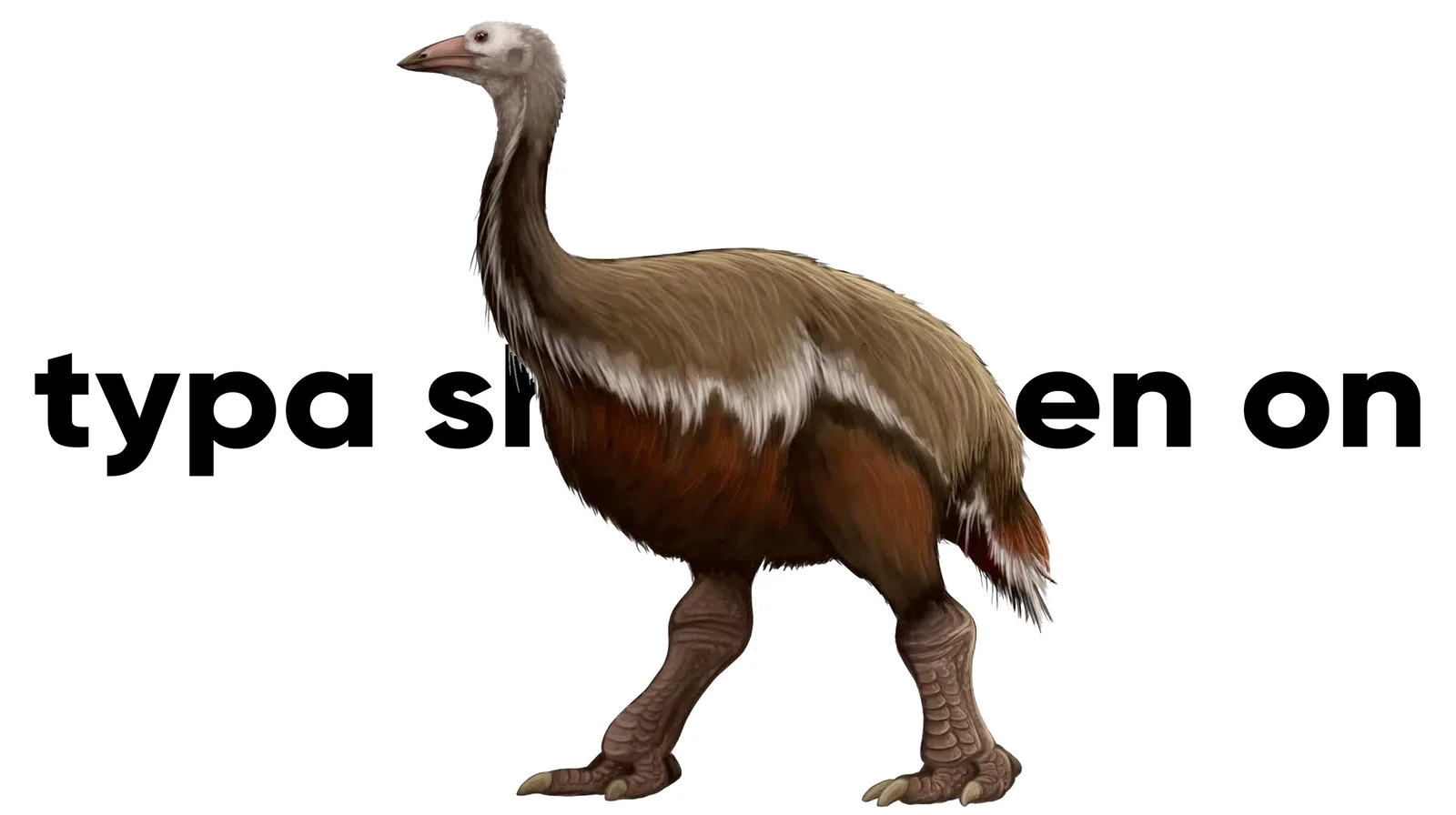 Bird Dog — A tall, flightless bird photographed against a white background with fragmented text overlay.
