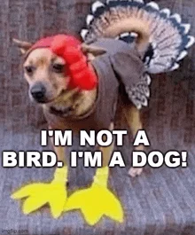 Bird Dog — A bird body with an attached dog's head, wearing a red pom-pom hat and oversized yellow feet, captioned 'I'M NOT A BIRD. I'M A DOG!'