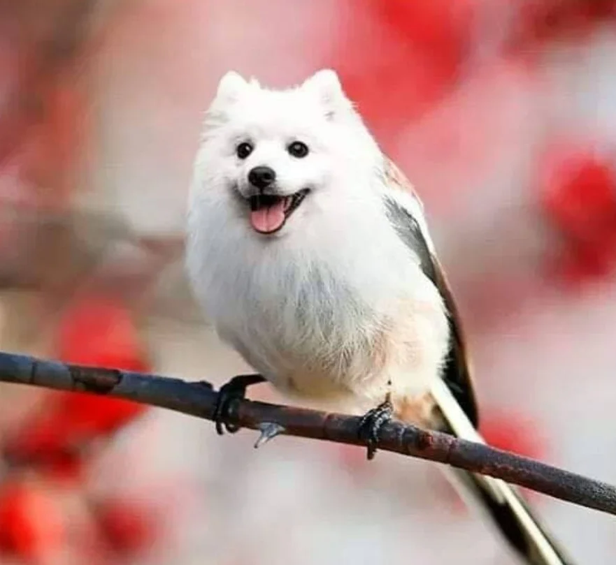 Bird Dog — A digitally edited image featuring a white fluffy dog's head perched on a dark branch against a soft bokeh background with red tones.