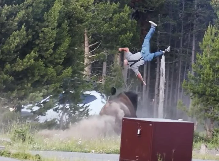 Bison Tossing Man In Yellowstone Video