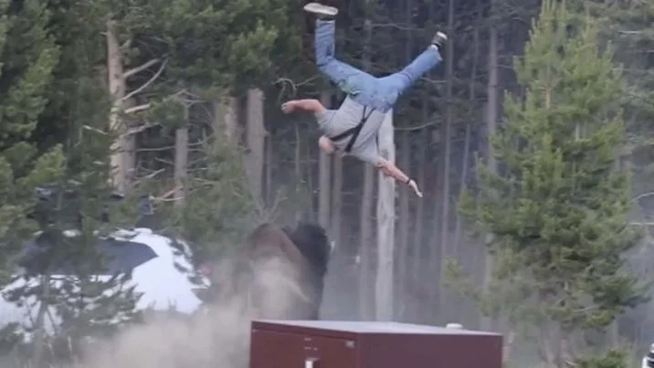 Bison Tossing Man In Yellowstone Video