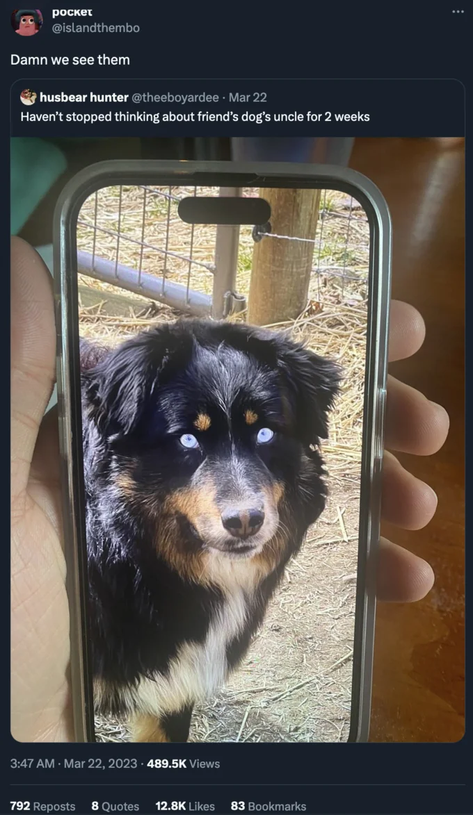 Blue Eyes Slander — Tweet showing a black Australian shepherd dog with vivid pale blue eyes, captioned 'Damn we see them'.
