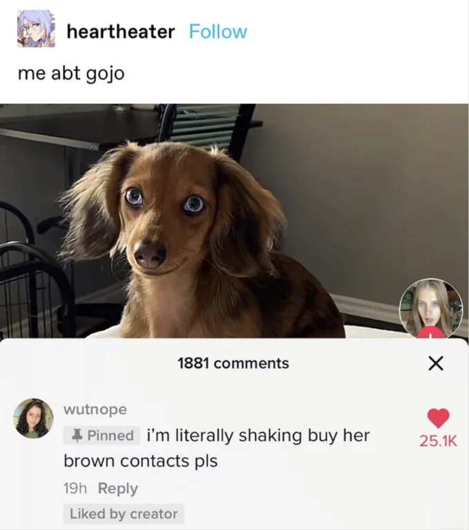Blue Eyes Slander — TikTok of a wide-eyed blue-eyed dachshund with pinned comment 'i'm literally shaking buy her brown contacts pls'.
