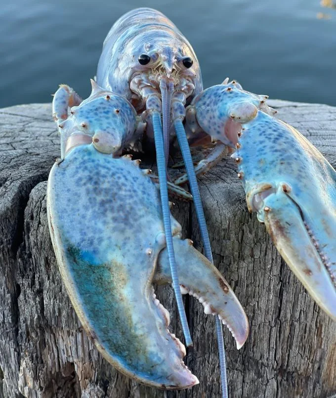 Portrait photo of a pearly blue lobster with spread claws on a wooden dock post.