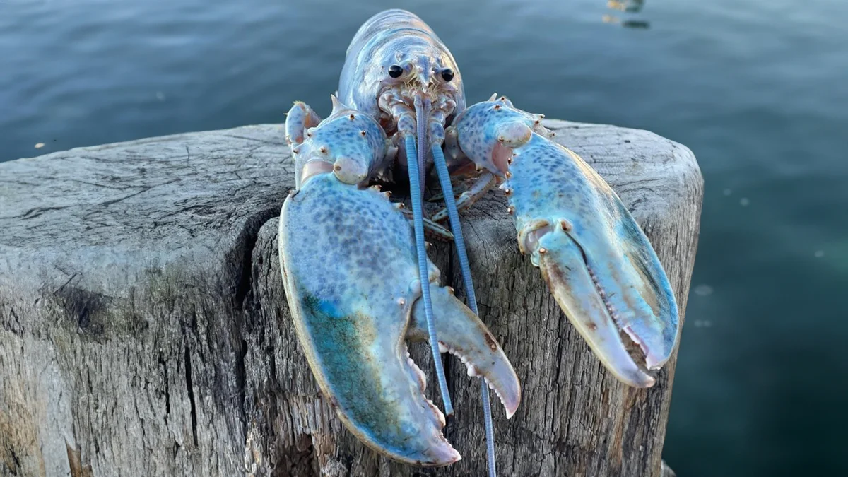 Iridescent pearly-blue lobster facing the camera on a weathered wooden dock post over seawater.